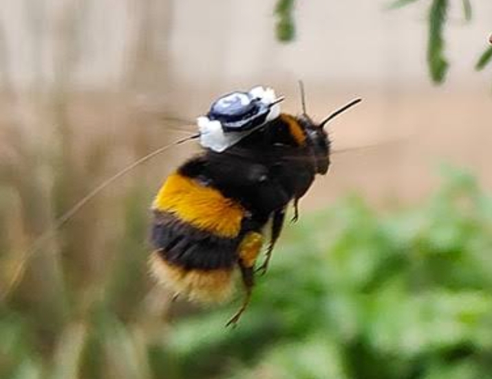 China’s Spy Bee Technology: A Tiny Insect, A Giant Leap in Espionage featured image